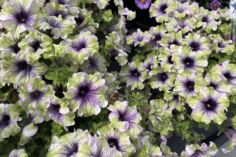 Petunia ‘Amazonas Plum Cockatoo’ (Danziger).