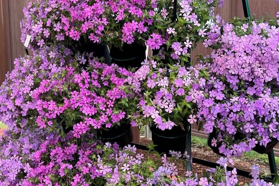 Phlox Candy Cloud Series (Darwin Perennials).
