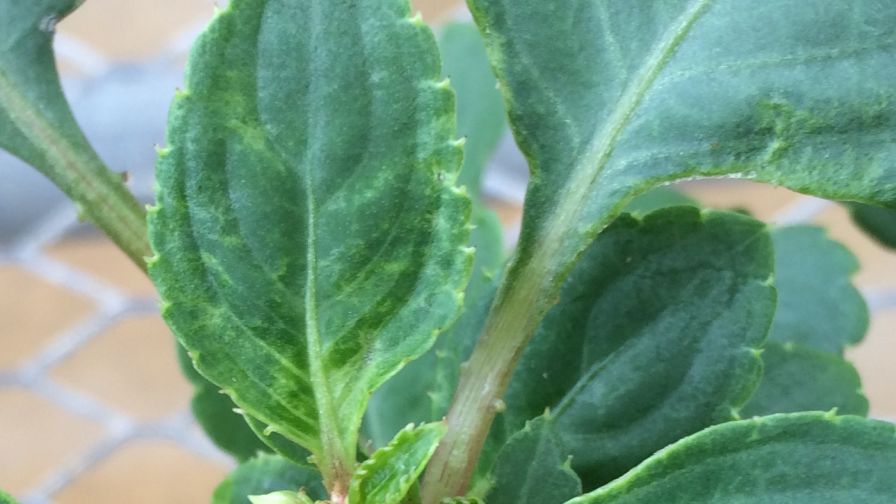 This photo demonstrates thrips damage in impatiens.