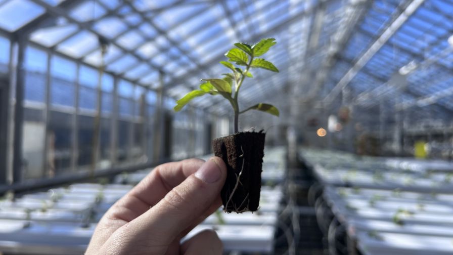 Choosing the right substrate is critical for avoiding rootzone problems.