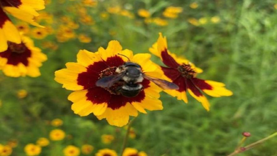 Customers are interested in aiding pollinator insects. A bee on a yellow flower.