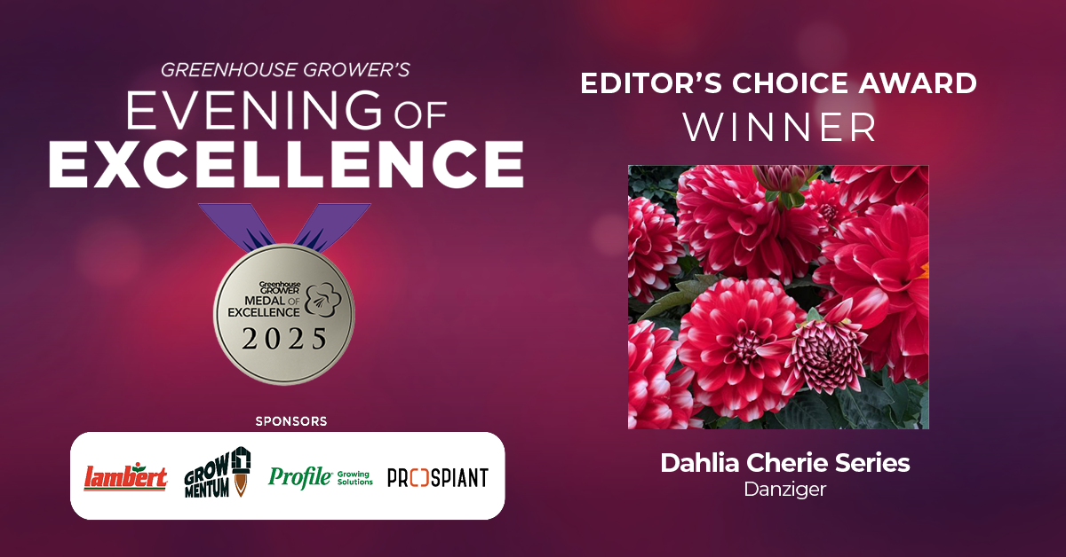 Evening of Excellence at Cultivate'25, Medal of Excellence Editor's Choice Award, Dahlia Cherie series from Danziger.