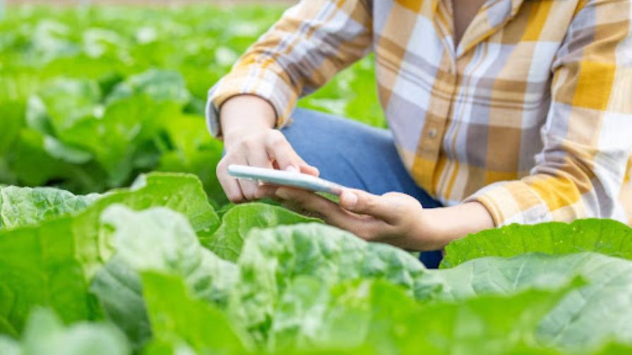 A greenhouse controller helps you control your growing environment as efficiently as possible.