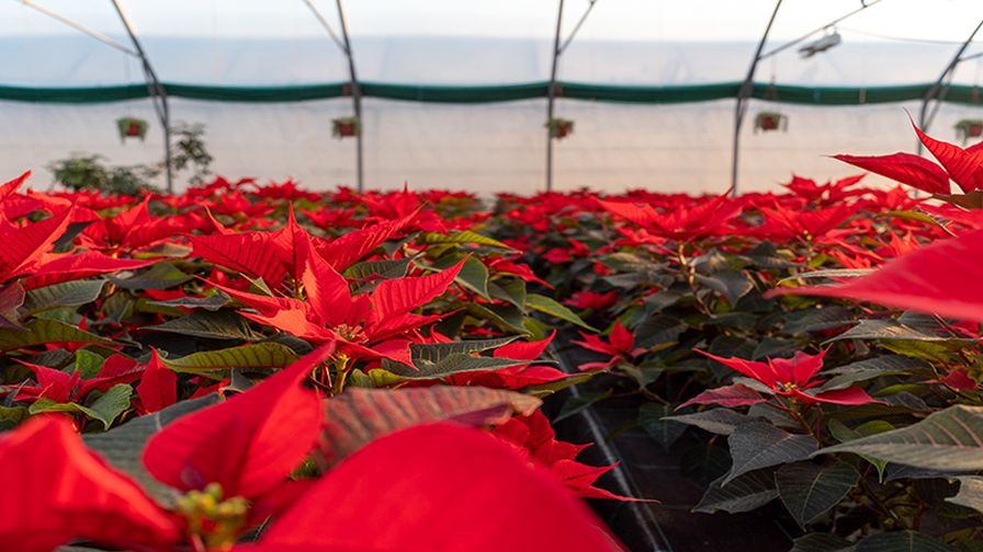 Closeup of red poinsettia flowers (Euphorbia pulcherrima) in greenhouse, sunlight.