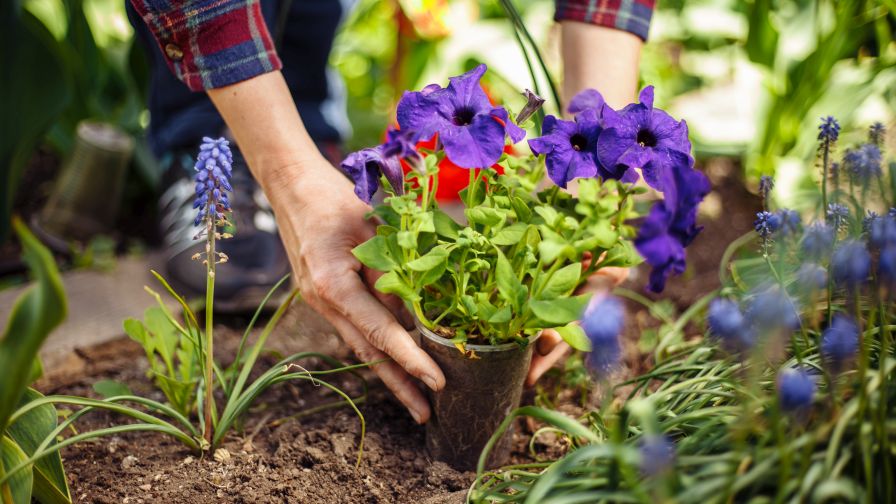 Gardening closeup of woman's hands planting violet flower into the ground in her home garden.