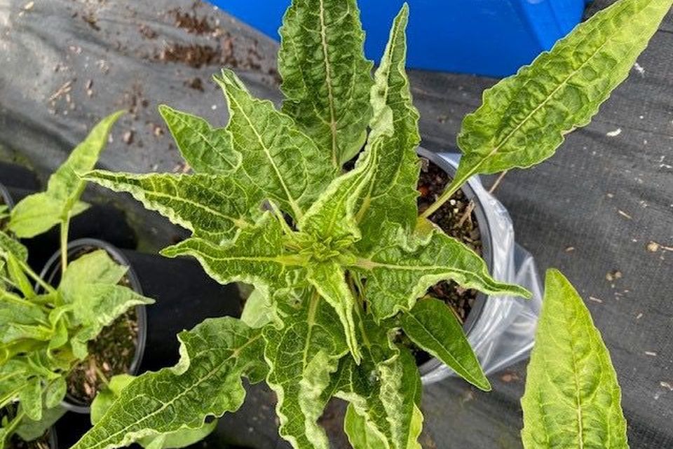 Curled, crinkled leaves on echinacea from a suspected indaziflam exposure.