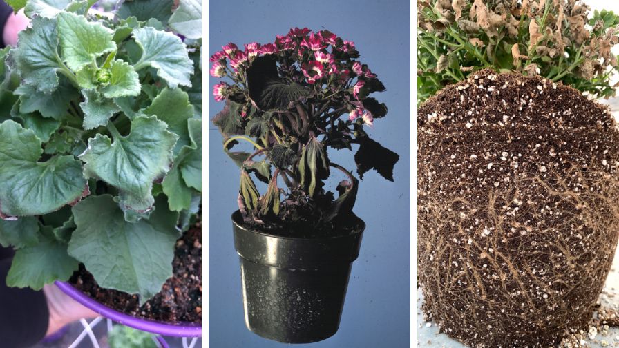 (Left to right) This Pericallis × hybrida plant dried down too hard multiple times over the crop cycle. Pythium root rot on cineraria. Extreme heat and drought stress damaged the roots of these garden mums (Chrysanthemum × morifolium).