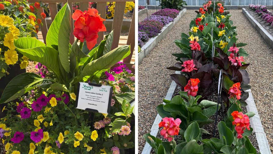 CannaSun on display at Young's Plant Farm trial gardens ahead of new plant producer network announcement.