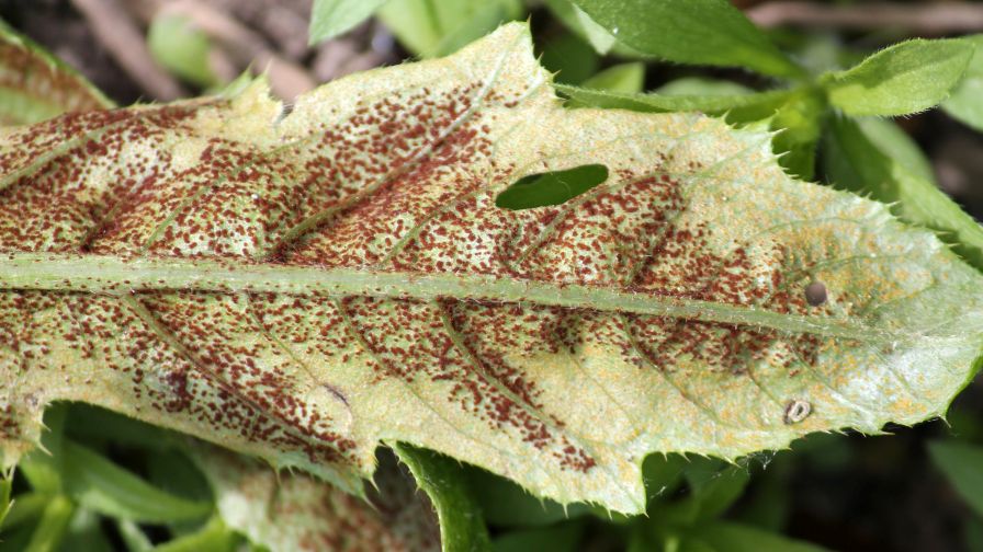 Telia and uredinia of Creeping Thistle Rust (Puccinia punctiformis) on green leaves of Cirsium arvense or Creeping thistle.