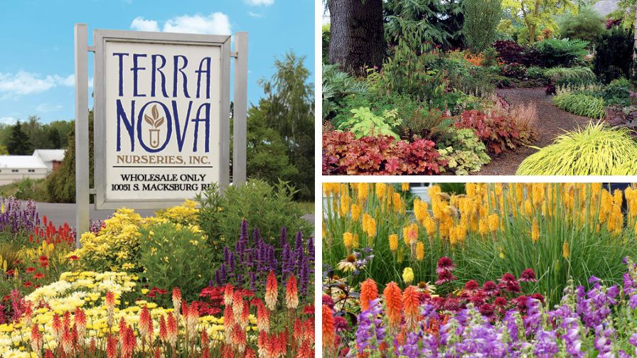 Summer display gardens that will be featured during the Terra Nova Nurseries open house during the 2025 Farwest Show.