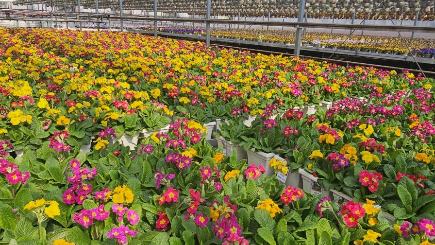 This spring marked the inaugural full season at New Leaf Growers, with a primary focus on annuals — making up about 75% of its business. 
