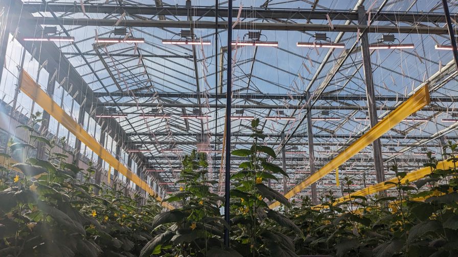 University-led training brings cutting-edge science to greenhouses, helping growers thrive with real-world skills.