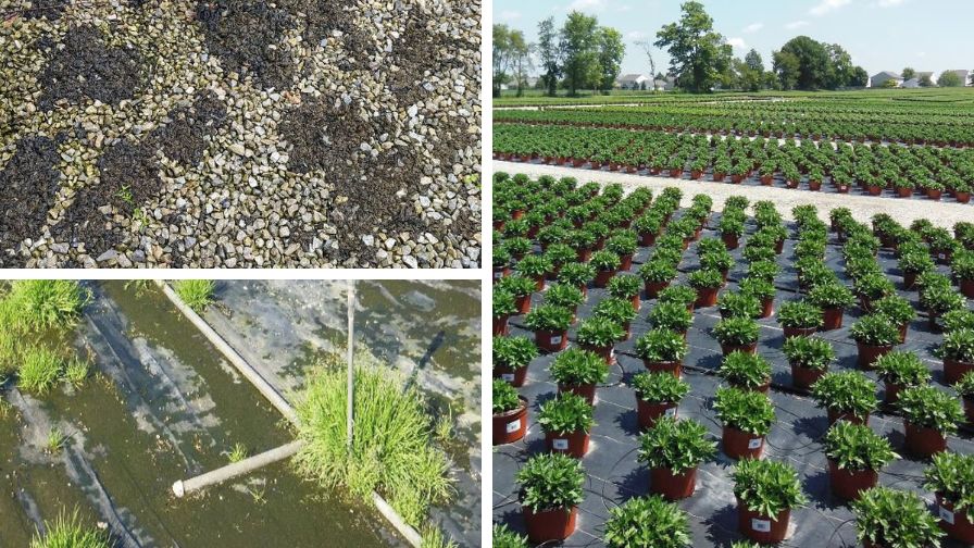 A gravel container pad infested with nostoc, outdoor production containerized garden mums grown on woven black groundcover and free of weeds, and Container pad with persistent weed problems.