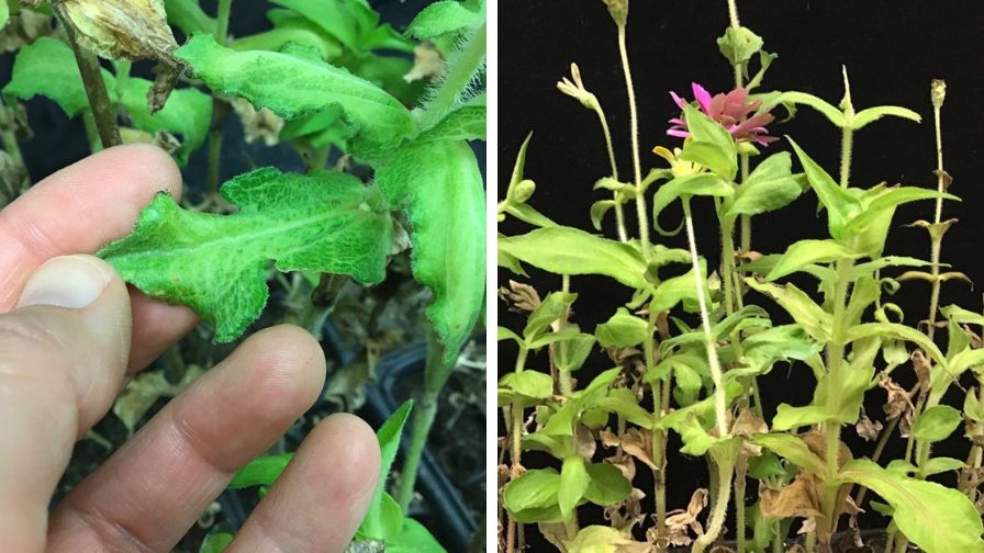 Curled, forked, thickened leaves from suspectedsynthetic auxin exposure (L) and abnormal stems and necrotic lower leaves from suspected synthetic auxin exposure (R).
