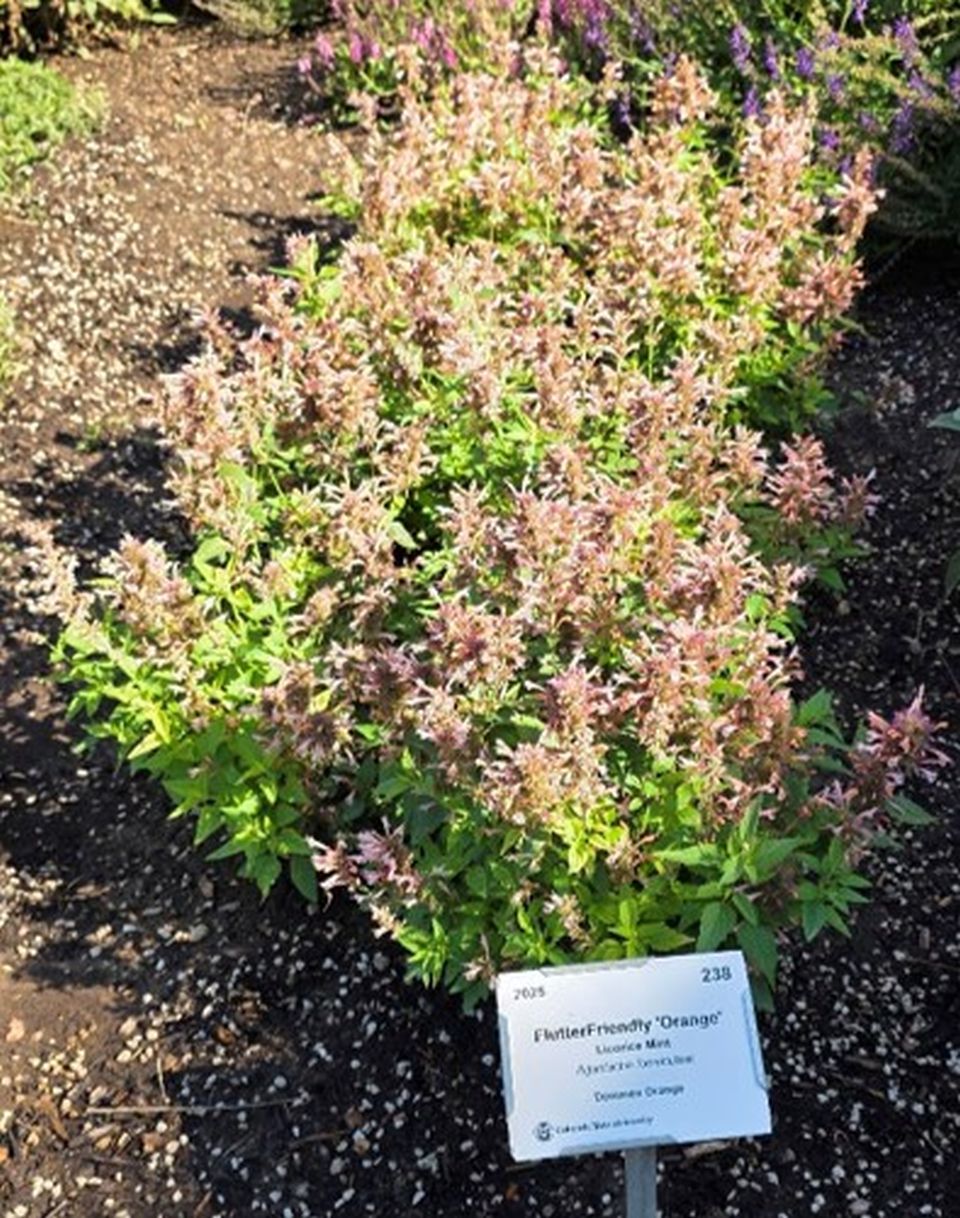 Agastache 'FlutterFriendly Orange' at Colorado State University.