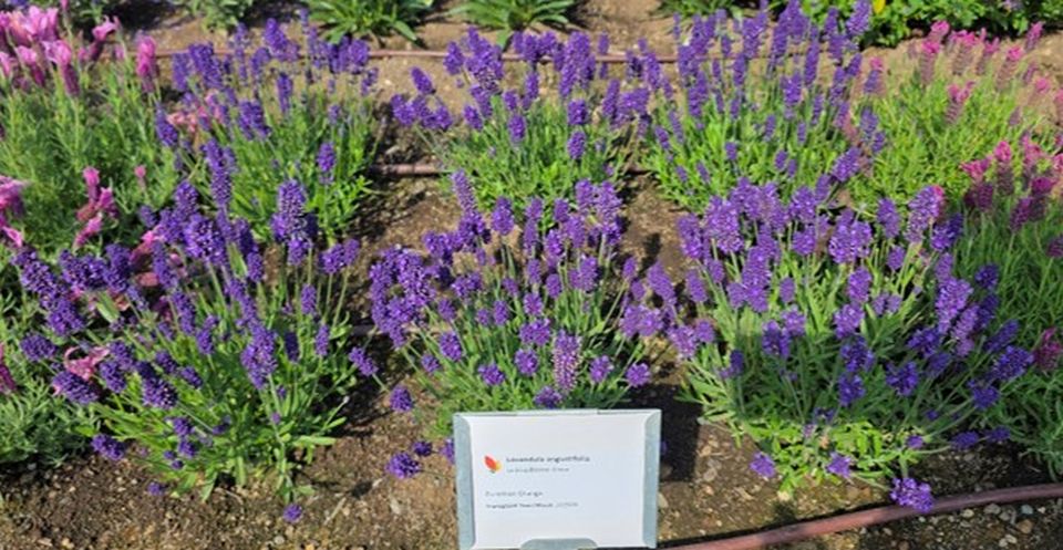 Angustifolia 'La Diva Eternal Grace' at Smith Gardens.