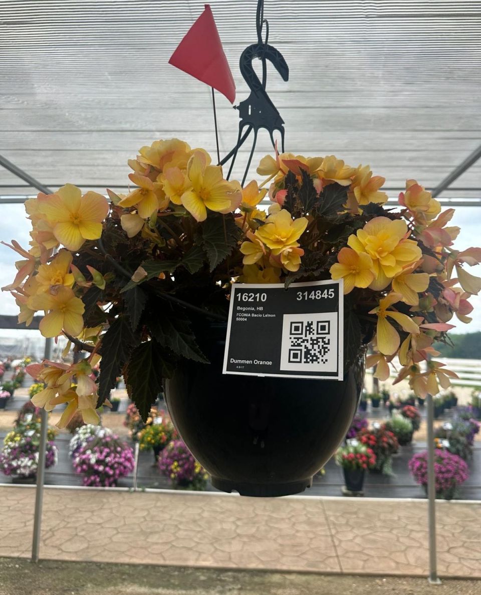 Begonia 'I’Conia Bacio Lemon' at Metrolina Greenhouses.