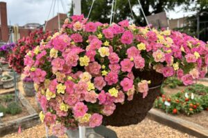 Calibrachoa hybrid Superbells Magic Double Grapefruit