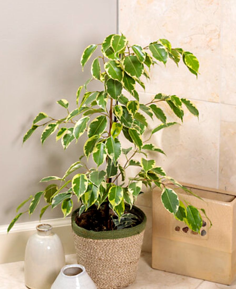 Cling-On Over the Edge Weeping Fig Bred to have leaves that resist dropping.