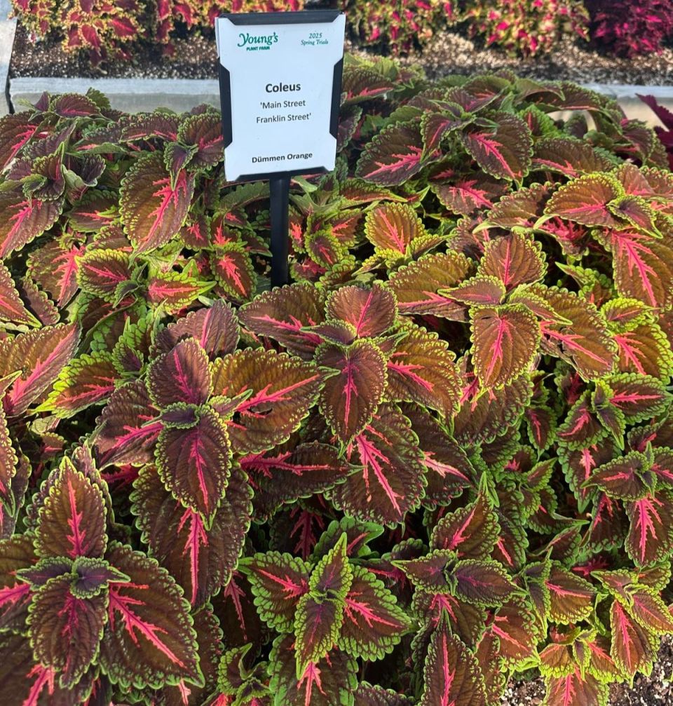 Coleus 'Main Street Franklin Street' at Young’s Plant Farm.