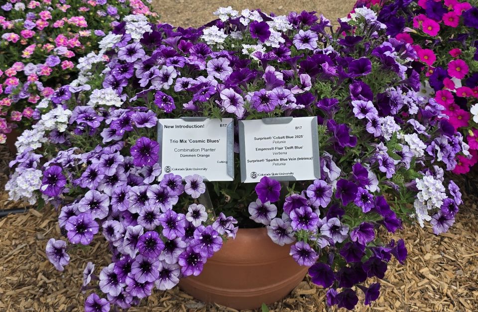 Confetti Garden Cosmic Blues at Colorado State University.