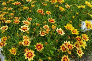 Coreopsis hybrida Sunfetti Yellow Bicolor