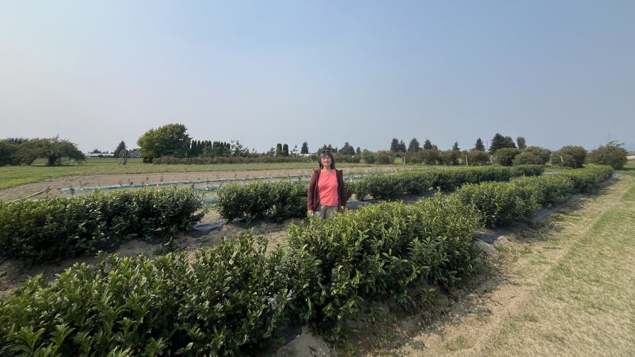 Dr. Carol Miles in a tea plant field.