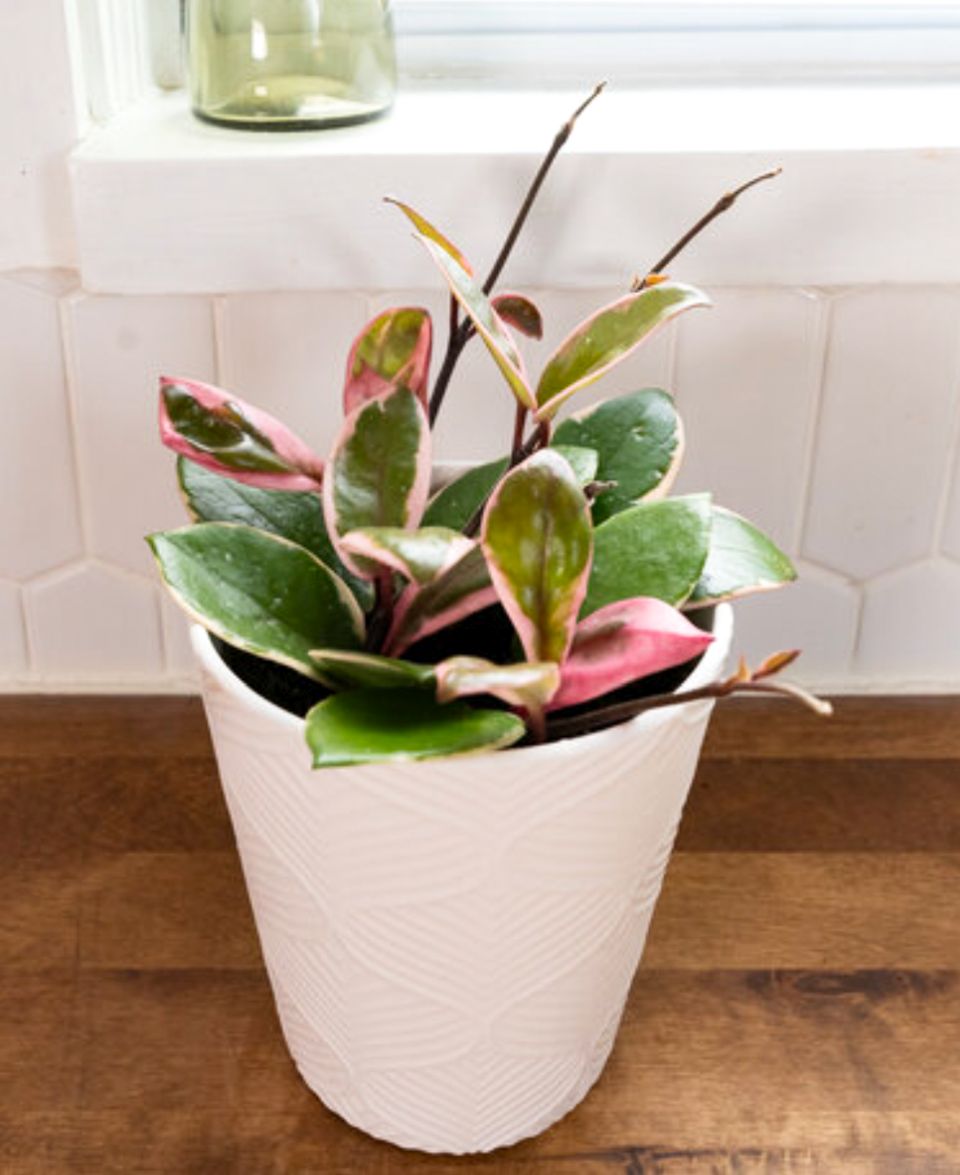 Endless Cascades Shining Sea Star Wax Vine; Pink variegation, works well on a tabletop or in a hanging basket.