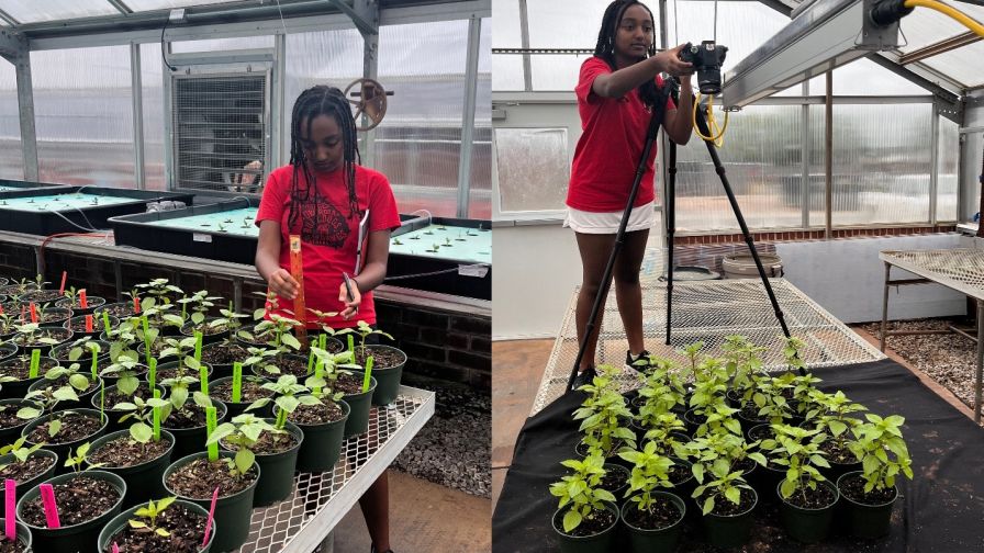 Figure 2. RGB images were taken using a camera and a tripod. Winta Ykeallo, from the University of Georgia Young Scholar Program, is assisting the experiment.