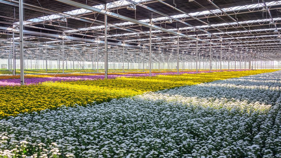 Flowering chrysanthemums and santinis in a greenhouse in The Netherlands, managing temperature and timing for production.