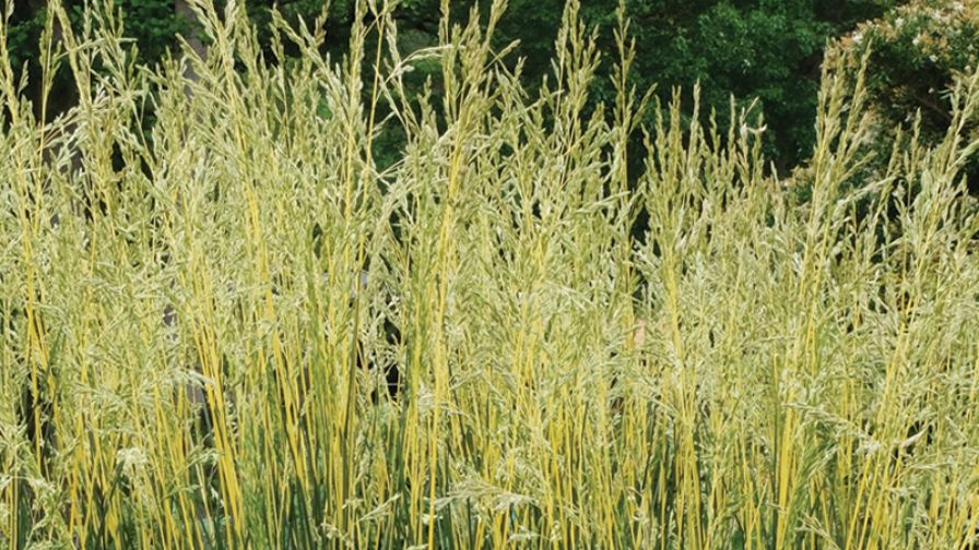 Glow Sticks Fescue, Best in Show winner at the 2025 Farwest Show New Varieties Showcase.