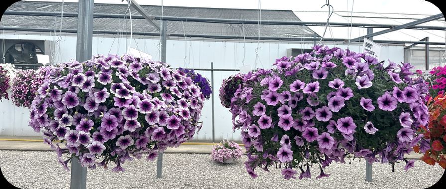 (Left) Supertunia Bordeaux Improved, (Right) Supertunia Bordeaux.