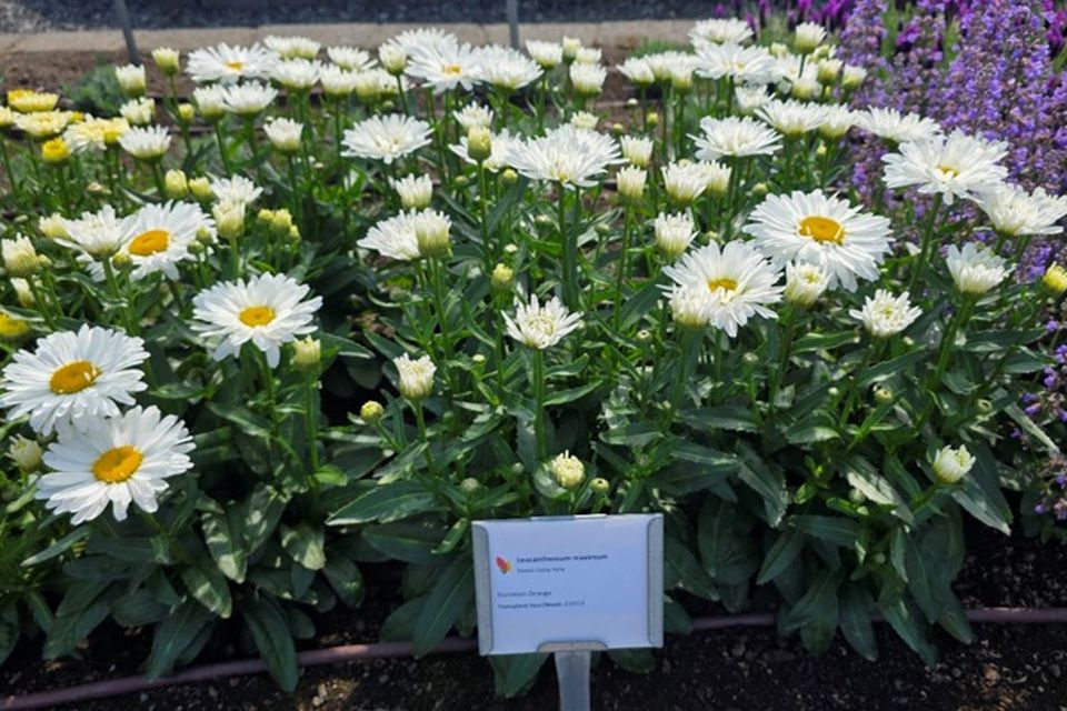Leucanthemum 'Sweet Daisy Kylie' at Smith Gardens.