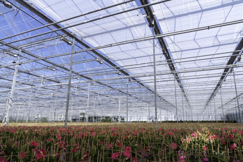 Ludvig Svensson Harmony 2047 FR