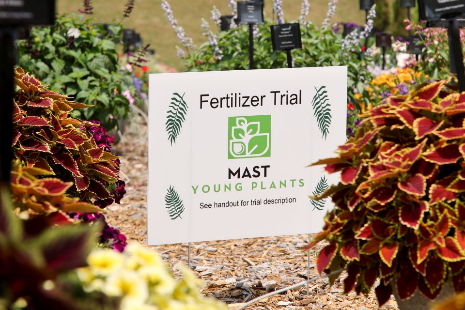 Mast Young Plants’ 2024 fertilizer trials, which are continuing this year, fed varieties such as Lantana ‘Shamrock Butterscotch Glow’ in a range of intervals.
