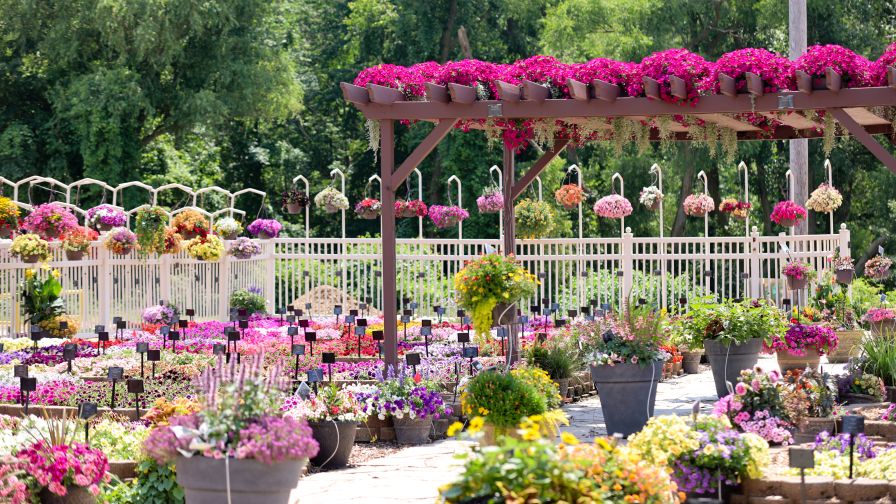 Mast Young Plants in Grand Rapids MI, is one of the many greenhouse growers across the country that conducts summer field trials.
