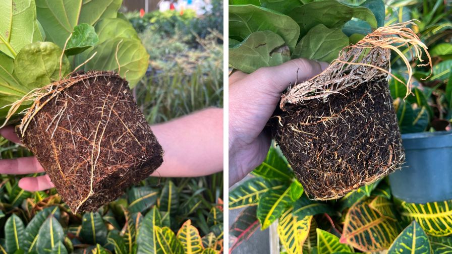 Fiddle-leaf fig before microbiotics treatment (left), Fiddle-leaf fig after microbiotics treatment (right).