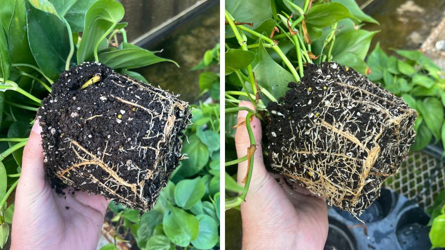 Philly Cord before microbiotics treatment (left), Philly Cord after microbiotics treatment (right).