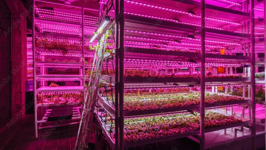 A modern greenhouse interior with artificial LED lighting on flower seedlings in trays.