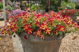 Petunia hybrida SlingShot Cherry Tartwheel