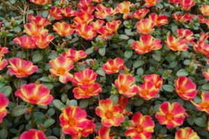 Portulaca oleracea Pazzaz Nano Scarlet Twist