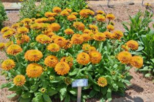 Rudbeckia hirta; Solar Sisters