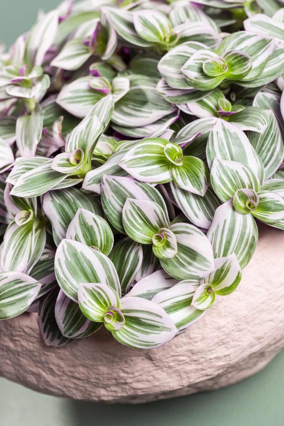 Tradescantia ‘Nanouk’ from Dümmen Orange.