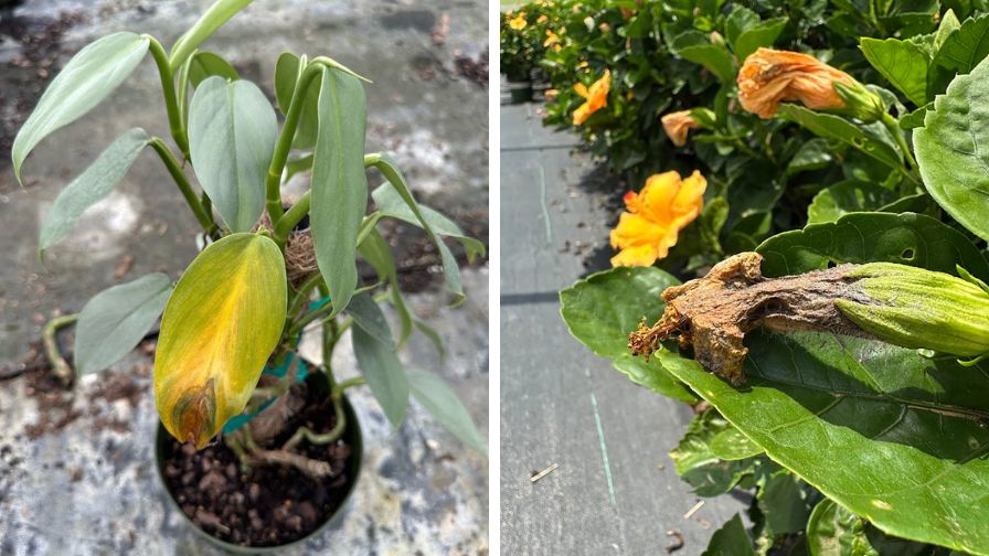 Philodendron silver sword with botrytis (L) and Hibiscus with botrytis on dead bloom (R)