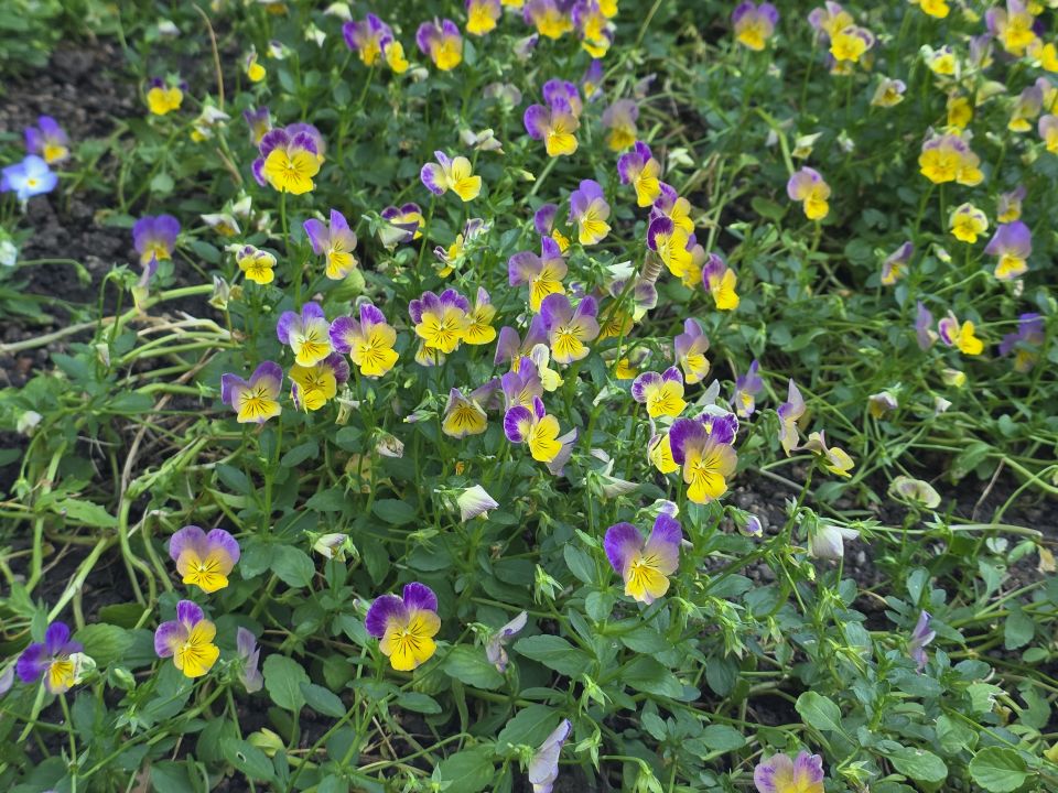 Viola 'Spring Morning Bumblebee' at Colorado State University.