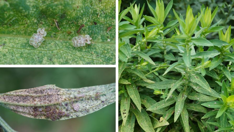 (Clockwise from top left) The chrysanthemum lace bug is a pest of herbaceous perennials in the Aster Family, Adult chrysanthemum lace bugs cause extensive stippling on New England Aster (Symphyotrichum novae-angliae) plants, and chrysanthemum lace bug adults, nymphs, eggs, and frass on the underside of tall coneflower (Rudbeckia laciniata) leaves.