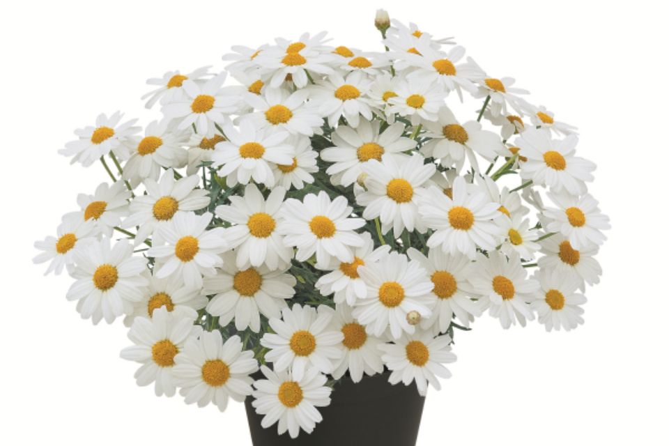 Argyranthemum ‘SunDurance Sweet Ice’.