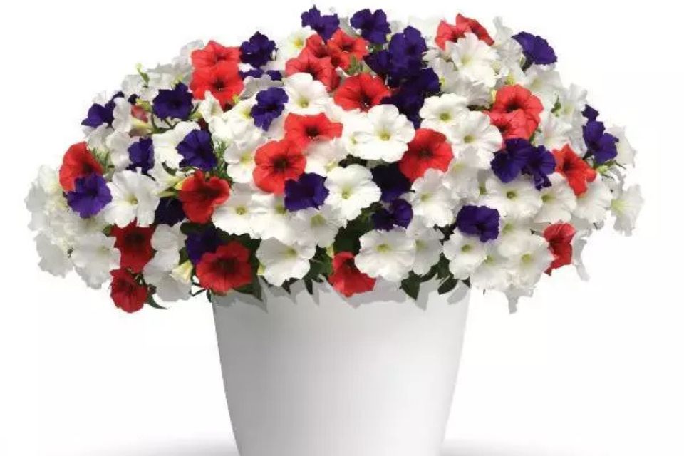 Ball Game 26 combo from the Trixi program.