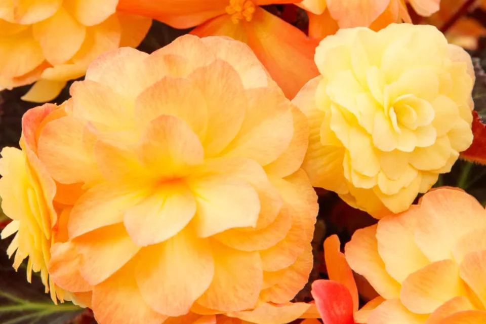 Begonia x hybrida 'iCandy Sunset’.