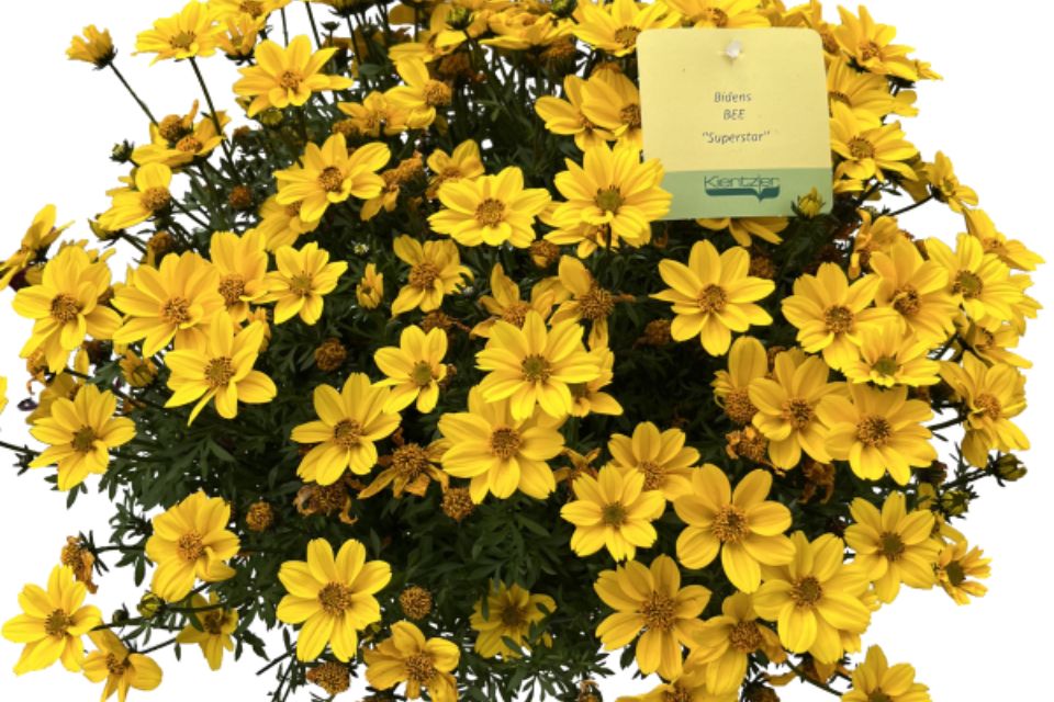 Bidens ‘Bee Super Star’.